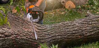 Best Lawn Grading and Leveling  in Cullman, AL