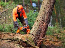 Best Lawn Drainage Solutions  in Cullman, AL