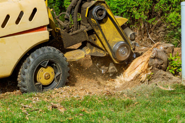 Best Lawn Dethatching  in Cullman, AL