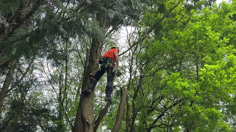 Best Hazardous Tree Removal  in Cullman, AL