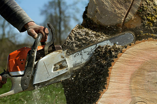 How Our Tree Care Process Works  in  Cullman, AL